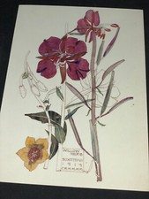 2x Post Card Willow Herb,1992 - Charles Rennie Mackintosh( Scottish) 1868-1928