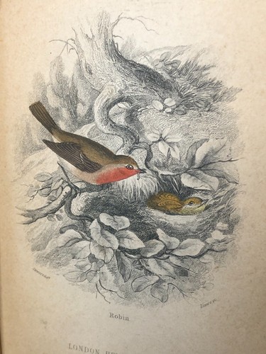 Antique Naturalist's Library - Ornithology - Vol II Birds, Jardine Bohn - Picture 4 of 14