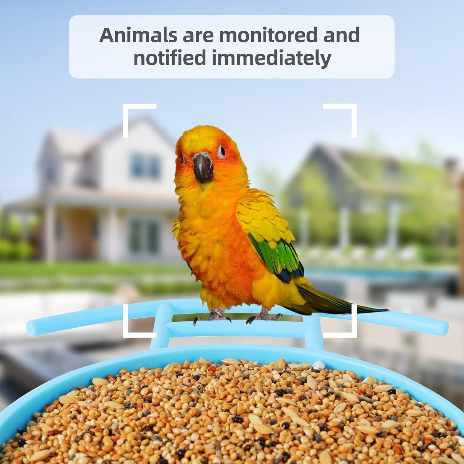 Smart Bird Feeder with 2K Live View Camera & AI Identify with Solar Panel