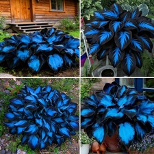 Hosta Seeds for Planting, 290 pcs Perennial Rare Hosta Flower Seeds, Non-GMO Hei