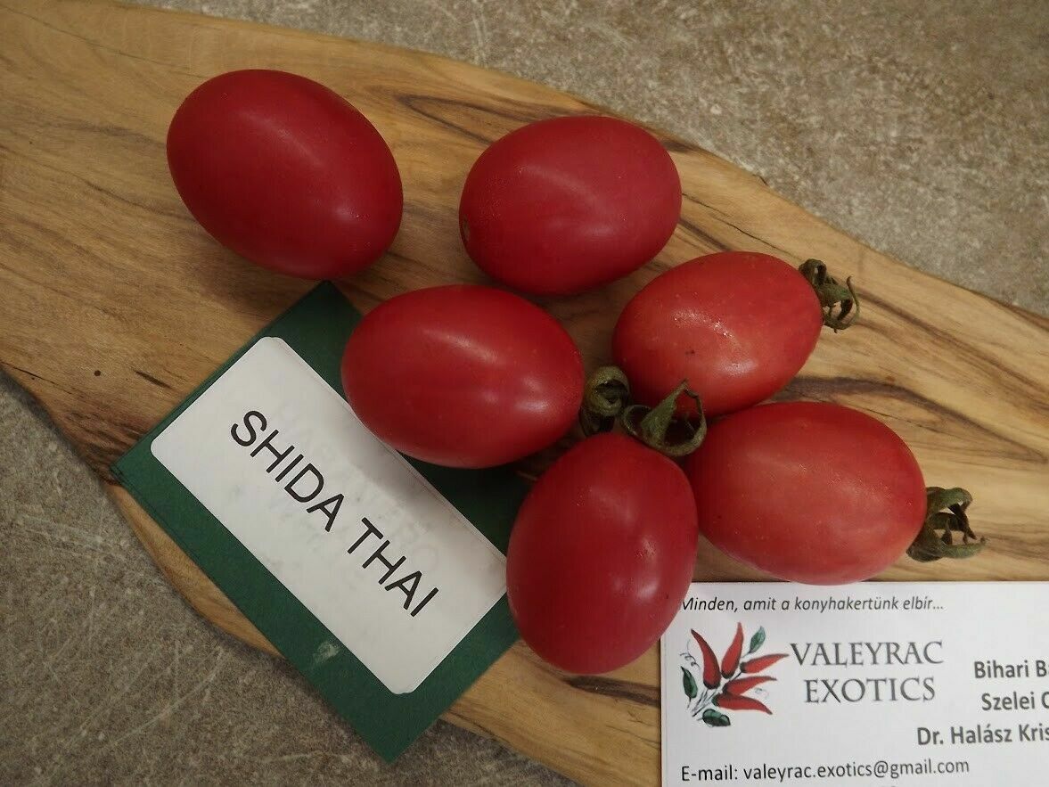 【さやたま】 Shida Thai Tomato - 5+ seeds - THAI VARIETY! P 302 | eBay