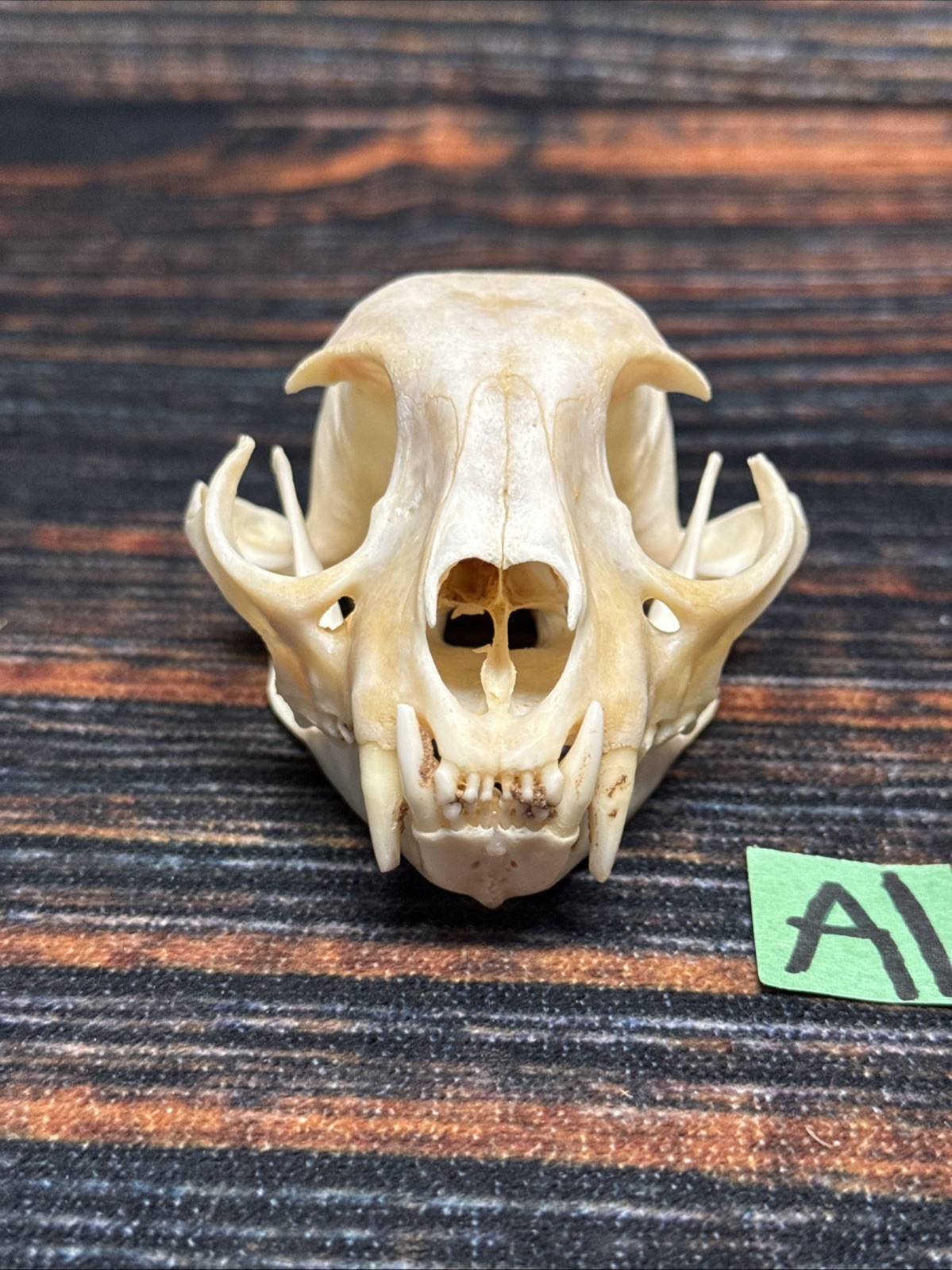 Real XL American Bobcat Skull Animal Mounts Christmas Gifts Man Cave Decor Craft