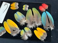 Matched Macaw parrot feathers for married wing flies