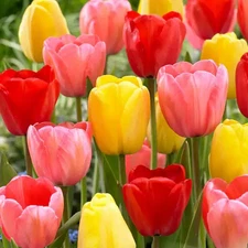 25 Darwin Hybrid Tulip Bulbs 12/+cm Large Mixed Colors Spring Flowering