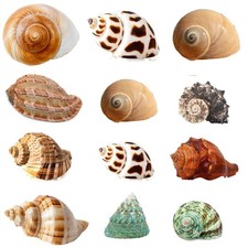 Hermit Crab Shells Turbo Shells 12 pcs Assorted Turbo Shells Handpicked Hermi...