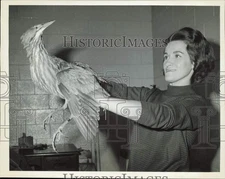 1967 Press Photo Ruth Wood of Animal Welfare League Holds Wild Bittern, Chicago