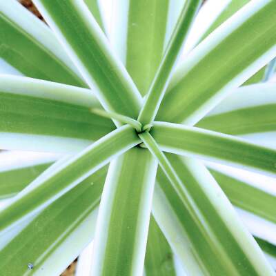 Agave bracteosa cv ''MONTERREY FROST'' white variegated