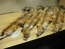  Red Fox Hide CHEAP PRICE # 4 Grade ID Tag Pink REDUCED BLOW OUT SALE