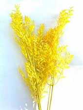Dried Italian Ruscus  Preserved Italian Ruscus Yellow 