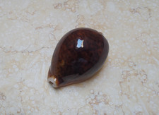 F Cypraea pantherina DARK RED COLOR super  glossy GEM red sea shell F++++ 72.5mm