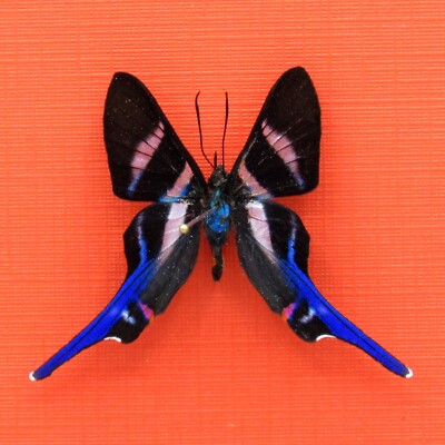 Real mounted Metalmark butterfly - Rhetus arcius - A1/A1-