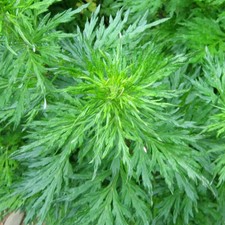 Artemisia Vulgare - 1000 Seeds - Common Mugwort