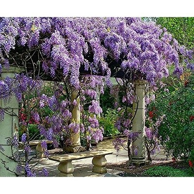 Wisteria Tree