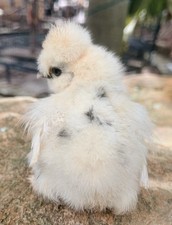 Paint Silkie Hatching Eggs- 6 Possible Satin Frizzle NPIP Certified
