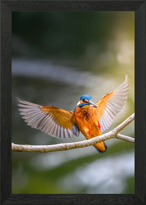 Eisvogel auf Ast gerahmtes Wandbild Poster Leinwanddruck Bild