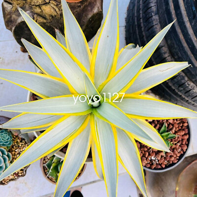 Agave desmetiana 'Galaxy Trave'Beautiful agave succulent plant
