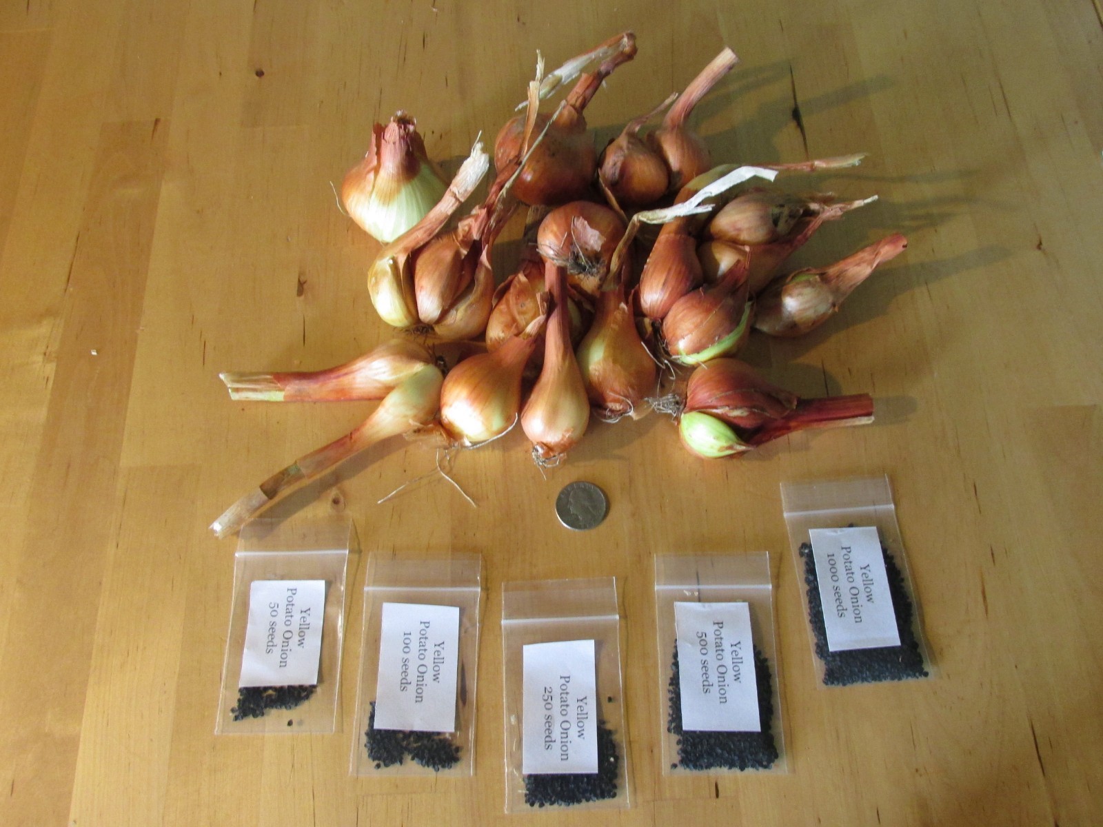 Yellow Potato Onion seeds Heirloom Organic Multiplier Onions eBay