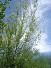 18 LIVE Willow Tree Cuttings Stems for planting growing trees 5 to 8 inches