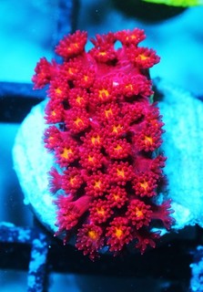 Fruit Loops Goniopora Zoanthids Zoa Paly SPS LPS Corals WYSIWYG