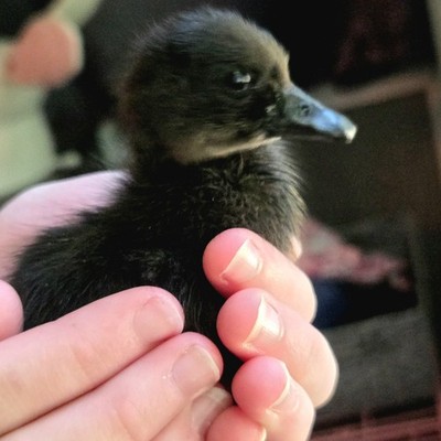 12 Fertile Cayuga Duck Eggs 