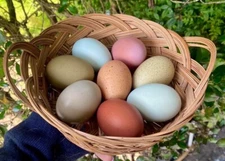12 Rainbow chicken hatching eggs| Healthy Flock - NOT Barnyard Mix