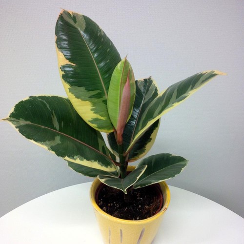 Ficus binendijkii "Alii" - langblttrige Birkenfeige - Knigssule - 17cm  Topf | eBay.de