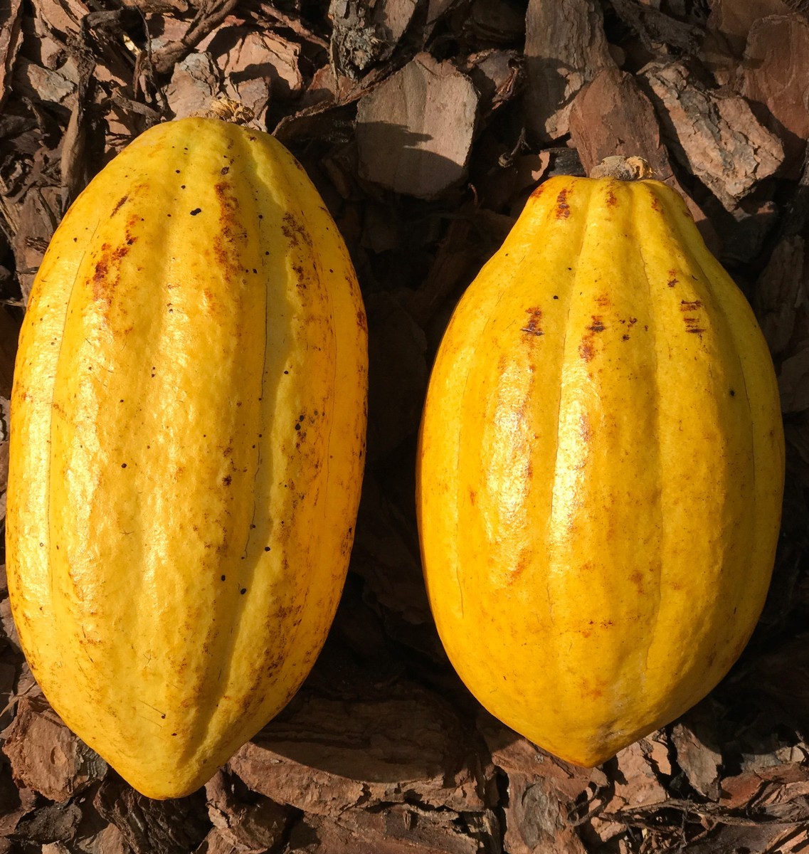 Yellow Theobroma Cacao Cocoa Chocolate Tropical Fruit Tree