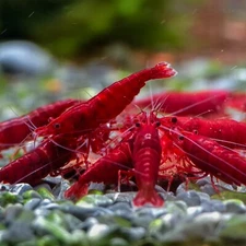"Live Freshwater  Shrimp - 20+2 Fire Red Cherry Shrimp - High Grade Neocaridina