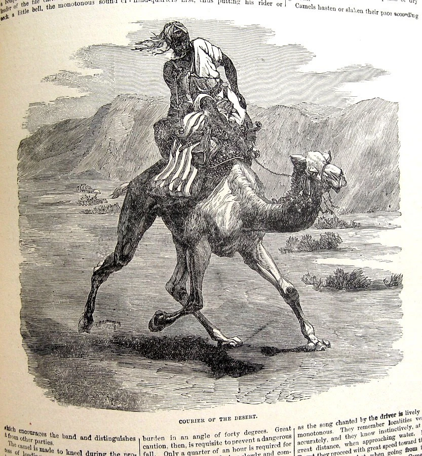 1900 ANTIQUE NATURAL HISTORY BOOK WILD ANIMALS BIRDS REPTILES LION JUNGLE SAFARI Foto 4 de 4