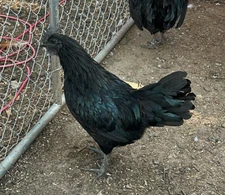 5+ Ayam Cemani Hatching Eggs Fast Shipping NPIP certified