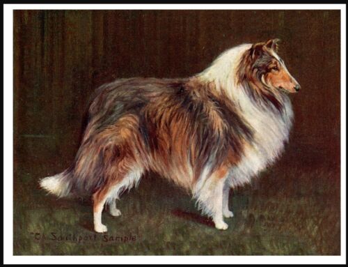 ROUGH COLLIE OLD NAMED CHAMPION DOG VINTAGE STYLE DOG ART PRINT POSTER - Picture 1 of 1