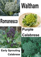 250 BROCCOLI GOURMET BLEND  SEEDS FRESH FOR GARDENS US SELLER SHIPS QUICK