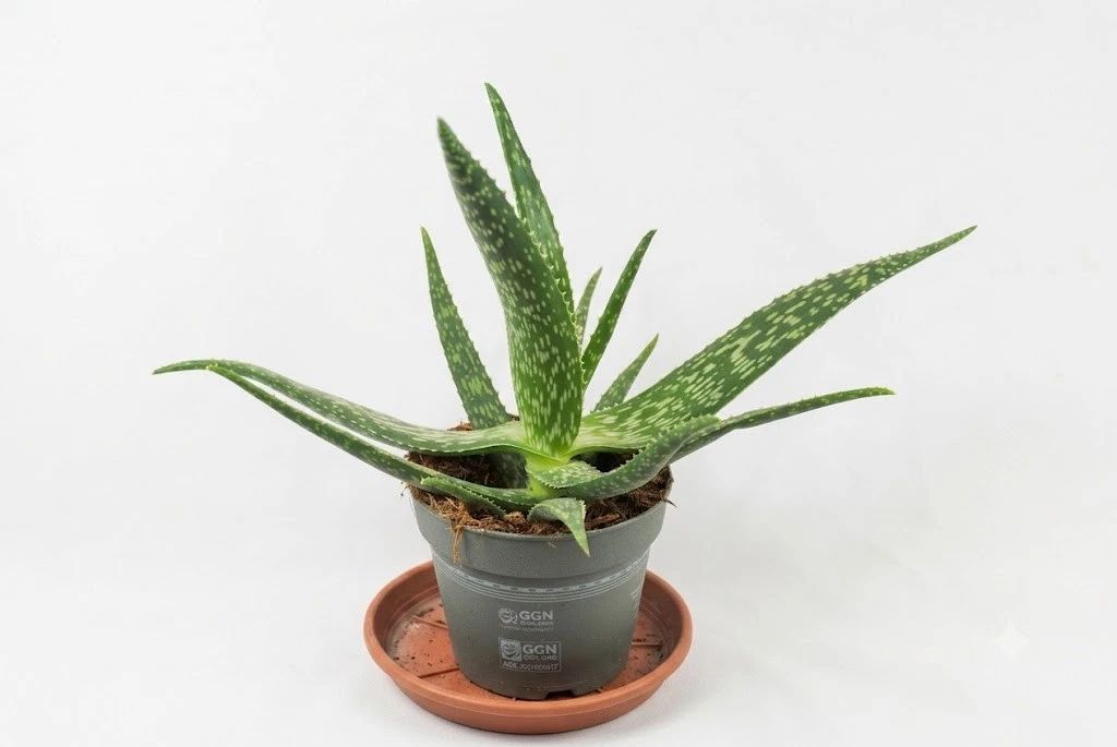 zylinder bogenhanf pflege Sansevieria Cylindrica Straight Bogenhanf Schwiegermutterzunge bessere –  Blumen-Senf® main image 1