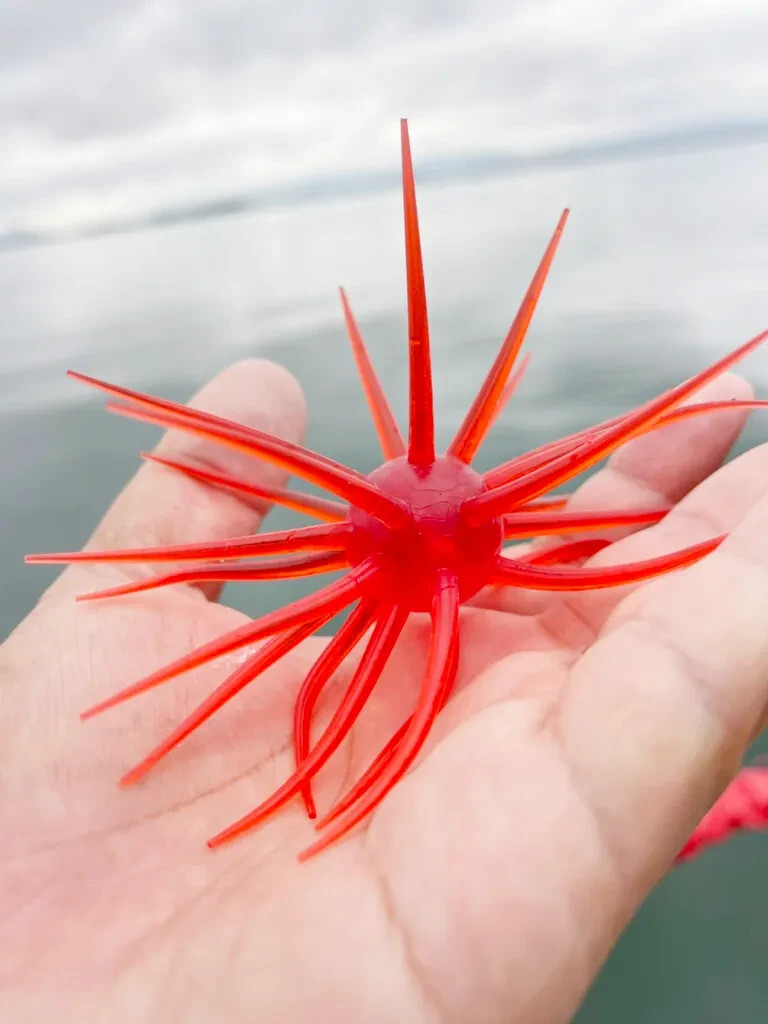 Japan Limited Color HIDEUP COIKE 17mm #268 GGR CLEAR RED Creature