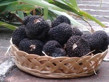 Precious Italian fresh black truffles. Black truffle 200g. 7,5 oz. Mushrooms.