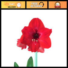 3 Red Amaryllis Bulbs - Perfect Holiday Gift, Bulk Pricing, DIY Packaging Ideas