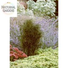 4.5 In. Qt. Fine Line Buckthorn (Rhamnus) Live Shrub, Green Foliage