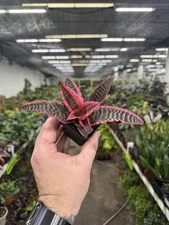 Cryptanthus ‘Elaine’ - Pet Safe Bromeliad - 2.5” Pots! Great Terrarium Plant!