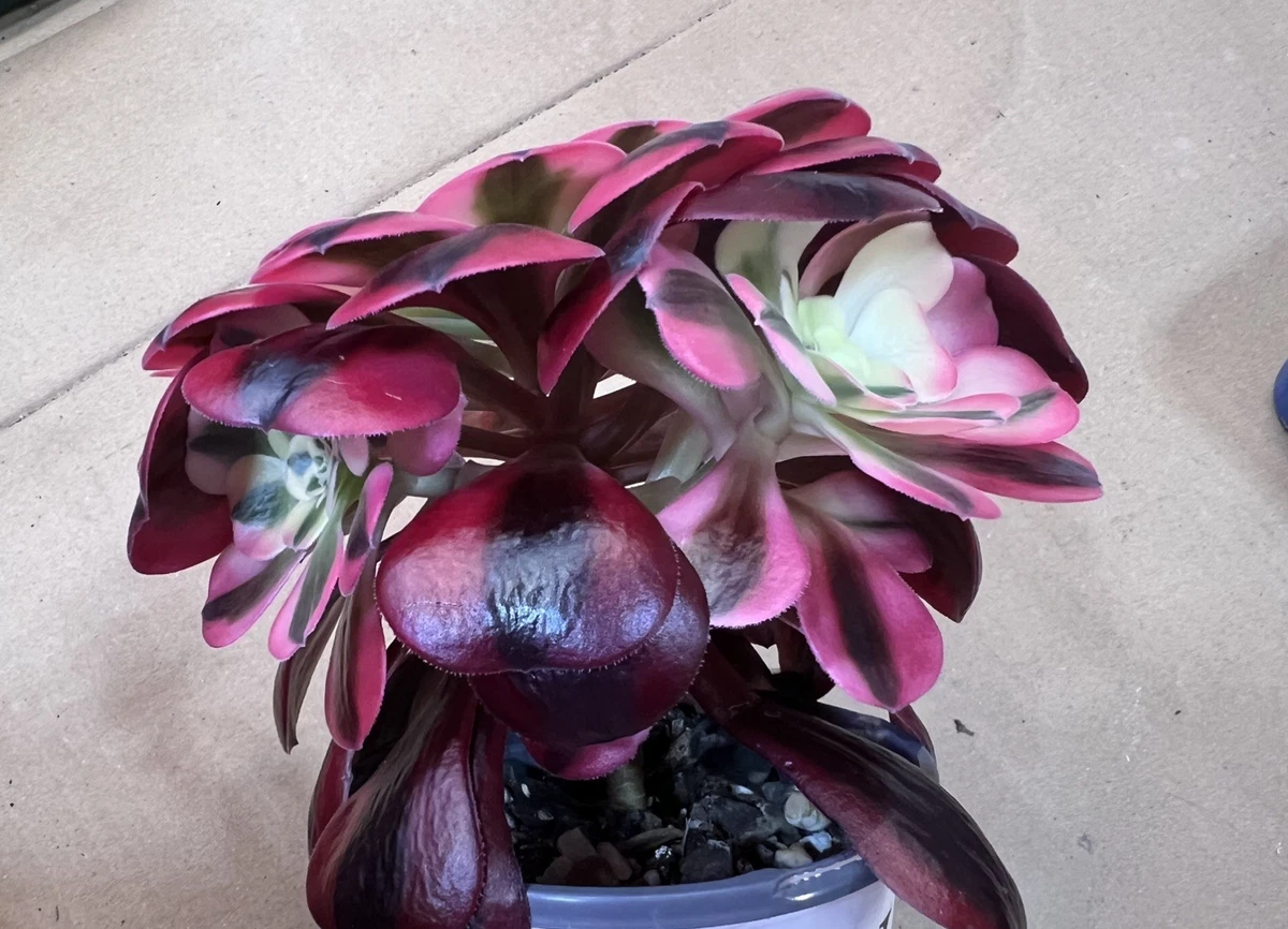 莲花掌杂色cactis 、多肉植物| eBay