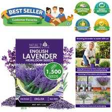 Indoor/Outdoor 1500 Lavender Seeds - Drought-Tolerant  Pollinator-Friendly