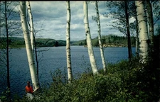 Between West Lebanon & Haverhill NH Wilder Lake white birch trees postcard