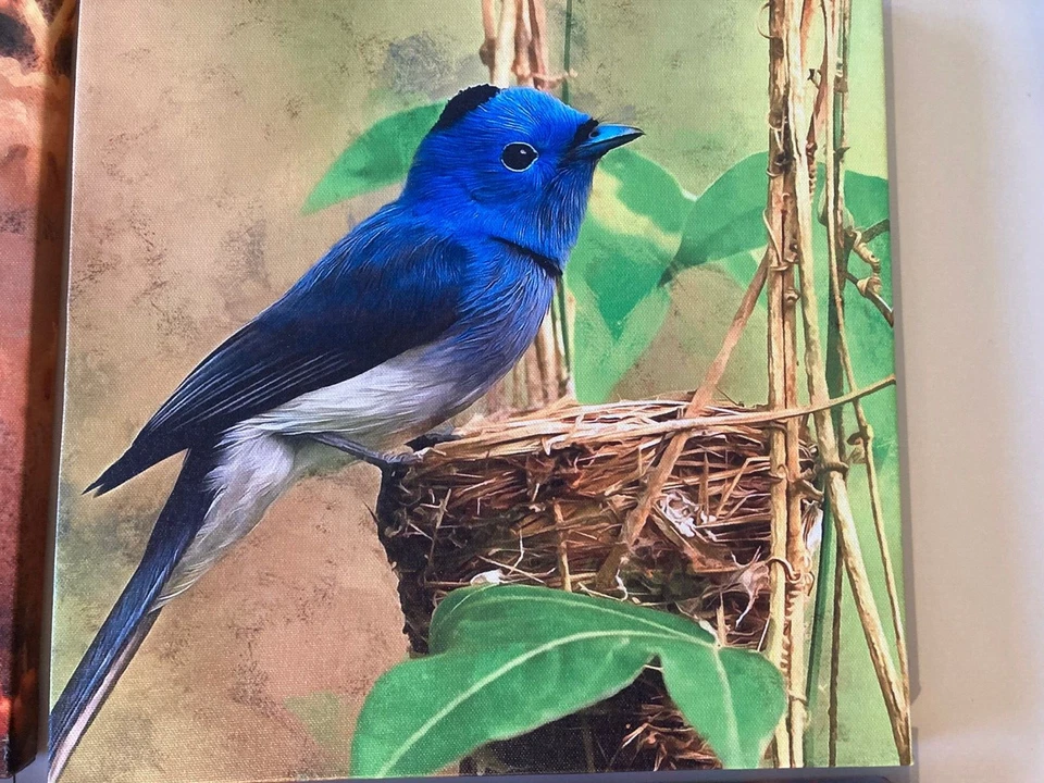 (Set of 4) Yearainn ART 12 x 12 Wall Art Canvas of Colorful Wild Birds in Nature - Image 2 of 4