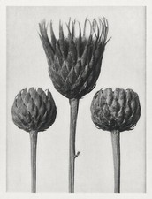 12700.Poster print.Room Wall design.1928 Blossfeldt plant macro art photography