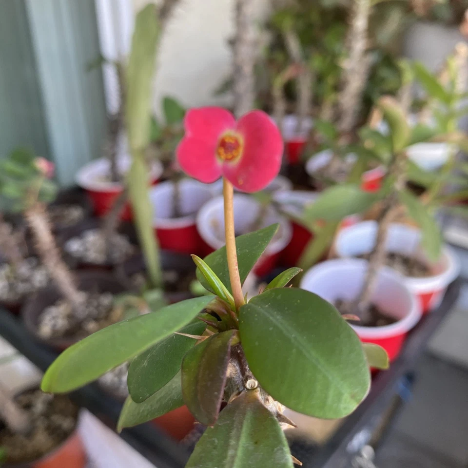 Euphorbia Milii Corona De Cristo Rooted Cutting small red flower - Image 4 of 4