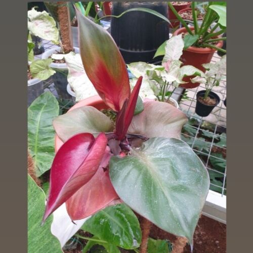 Philodendron Red Heart Ship By DHL Express Free Phytosanitary Certificate