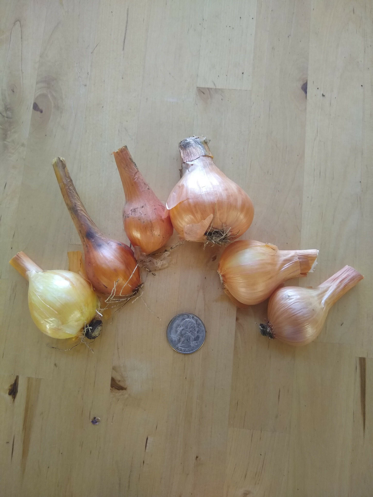 Yellow Potato Onion seeds Heirloom Organic Multiplier Onions eBay