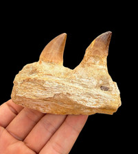 Real Mosasaurus Jaw Section with Restored Teeth &ndash; Cretaceous Fossil tooth