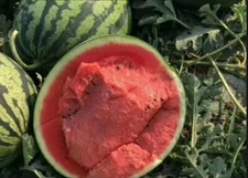 Super sweet watermelon seeds 15+(traditional variety) Fruit seeds Free shipping