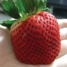 10++ Giant Strawberry seeds | Junebearing - Fragaria spp. USA