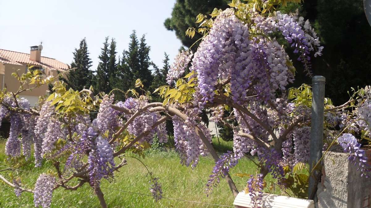 5 Samen Blauregen Glyzinie (Wisteria sinensis) Heilpflanze seeds semi  bonsai | eBay.de